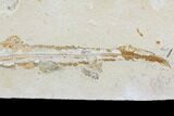 Cretaceous Fossil Shark (Pararhinchodon) - With Pos/Neg #107614-7